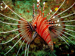 Red and White by Allen Walker 